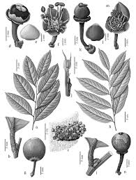 Image result for Drypetes arguta