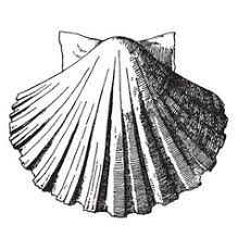 Scallop Shell Vector Images Over 4 900 See shell cartoon stock video clips. vectorstock