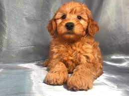 Standard f1 goldendoodles ~ 65lbs. Miniature Goldendoodle Puppies For Sale Breeder In Iowa