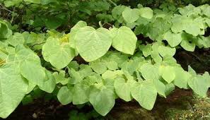 The stems grow straight up and then lean over, creating a cascading effect. Five Perennials With Heart Shaped Leaves Oregonlive Com