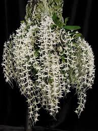 Image result for Mystacidium tanganyikense