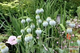 Le pétunia a besoin de lumière pour produire des fleurs de couleur bien éclatante. Pavots Annuels Et Vivaces Culture Entretien Tous Les Conseils Pour Les Vivaces Fleuries Pavot Fleurs Annuelles Vivaces