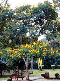 Image result for Limeum pterocarpum