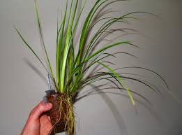 Image result for Cyperus rigidifolius