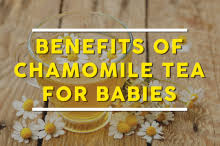 How to make a relaxing chamomile tea bath: What Are The Benefits Of Chamomile Tea For Babies Babydotdot
