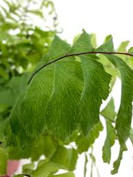 Image result for Adiantum hispidulum