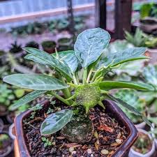 Image result for Dorstenia dinklagei