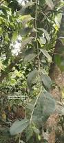 Image result for Tapinanthus constrictiflorus