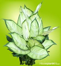 The Large Leaves Of The Many Different Dieffenbachia Varieties Come In Various Patterns Of Green White Cream Dumb Cane Plant Plants Dieffenbachia Houseplant