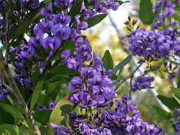 Image result for Hardenbergia comptoniana