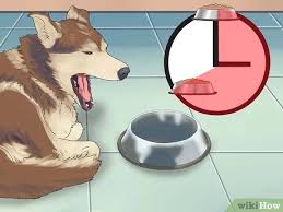 Fortunately, dealing with them is relatively easy. 3 Ways To Get Rid Of Flies Around Your Dog S Water And Food Bowls