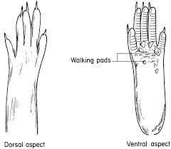 Image Result For Mouse Paws Peace Gesture Paw Pad