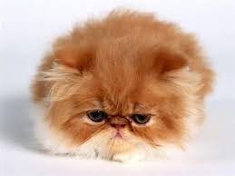 Etiketler Kedi Resim Kedi Resimleri Kedi Resimleri Kediler Kedi Resmi Kedi Resmi Kediler Kediler Ile Ilgili Sozler Ke Kedi Yavru Kediler Sevimli Kediler