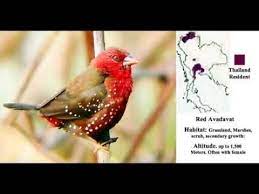 red avadavat bird video bird bird photo bird gif