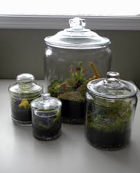 Venus Fly Trap Inside Glass Cookie Jar Venus Fly Trap Fly Traps Venus Fly Trap Terrarium