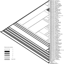 Image result for Moraea verdickii