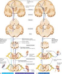 Sensory And Motor Pathways In The Central Nervous System Brain Anatomy Nervous System Anatomy Neurology