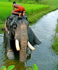 Sofort kostenlos und ohne anmeldung anfragen Pet Transport Service In Kerala Collagelynda