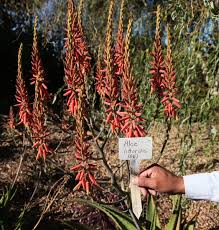 Image result for Aloe littoralis