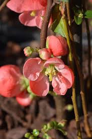 Flowering quince dallas garden buzz. 0 Chaenomeles Superba Free Stock Photos Stockfreeimages