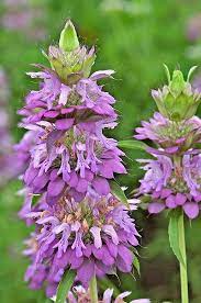 Amazon Com 300 Lemon Mint Monarda Citriodora Native Wildflower Bee Balm Bergamot Horsemint Garden Outdoor Bee Balm Wild Flowers Plants