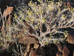 Image result for Commiphora