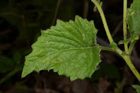 Image result for Crassocephalum vitellinum