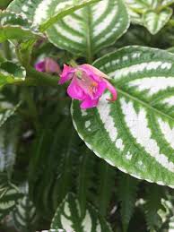 Image result for Impatiens psychadelphoides