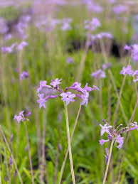 Image result for Tulbaghia acutiloba