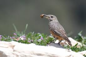 Image result for Corchorus saxatilis