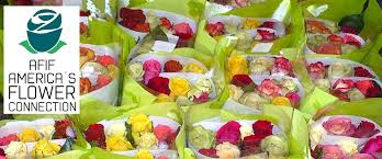 Jet fresh is miami's preserved rose. Afif Members Association Of Floral Importers Of Florida