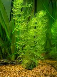 Image result for Ceratophyllum