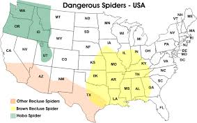 The black widow spider is a large widow spider found throughout the world and commonly associated with urban habitats or agricultural areas. Black Widow Spider Location Map Page 5 Line 17qq Com