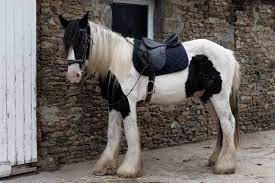 Equine 411 All About Irish Cob Horses