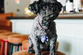 Pet beim führenden marktplatz für gebrauchtmaschinen kaufen Protect Your Pooch S Paws With These Pet Friendly Indoor Spots In Dubai