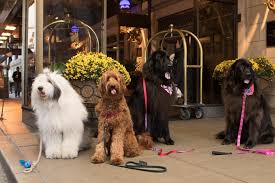 Chicago tourism chicago hotels bed and breakfast chicago. The Best Pet Friendly Hotels In Chicago