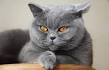 10 Look-Alike Cat Breeds and How to Tell Them Apart