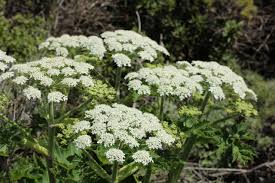 Image result for Heracleum