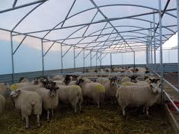 Sally Caulfield Adli Kullanicinin Polytunnels For Sheep Panosundaki Pin Hayvan Barinagi Ciftlikler Hayvan