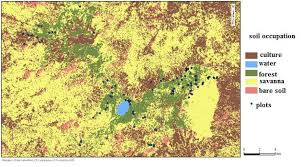 Image result for Raphidiocystis phyllocalyx
