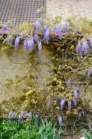 Learn about growing wisteria, including how to plant, care for and prune these dramatic flowering vines. Living With Wisteria My French Country Home