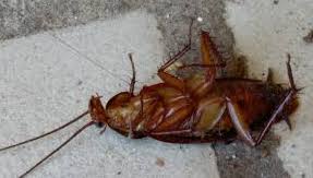 Are you sick of creepy crawlers finding their way onto your property and into your home? Grand Rapids Cockroach Control