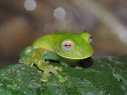 Image result for glass frog