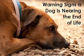 25% of dogs show no signs and symptoms related to the tumor that leads to lung cancer in dogs. Is My Dog Dying Here Are Some Warning Signs And Symptoms Dog Cancer Blog