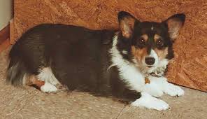 $30 (orc > anaheim) pic hide this posting restore restore this posting. Corgi Puppies Mn Craigslist