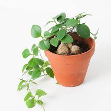 Image result for Nesaea sarcophylla