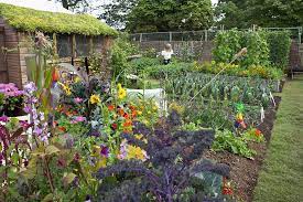 Hundreds of aspiring gardeners are on the wait lists for allotment plots around the country; Allotments How Get The Best From Your Plot Rhs Gardening