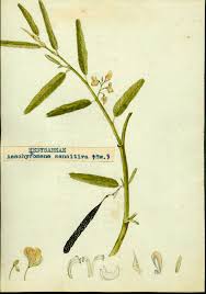 Image result for Aeschynomene sensitiva