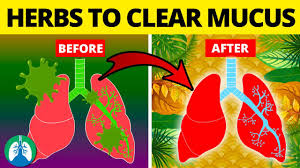 Learn more about fast ways of how to get rid of chest congestion. 5 Herbs For Lung Health Clearing Mucus Copd And Killing Viruses Youtube
