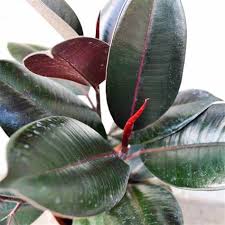 Image result for ficus elastica flower